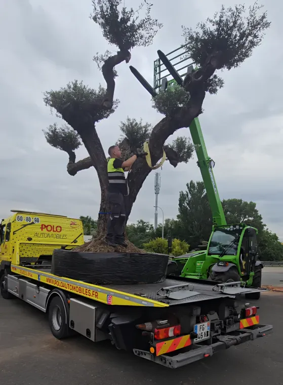 Manutention et transport d'un olivier de 4 tonnes à proximité de Castres, proche de Castres, POLO AUTOMOBILES